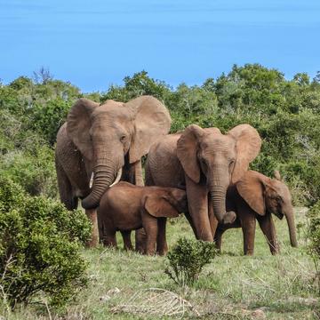 elephant family 2776148